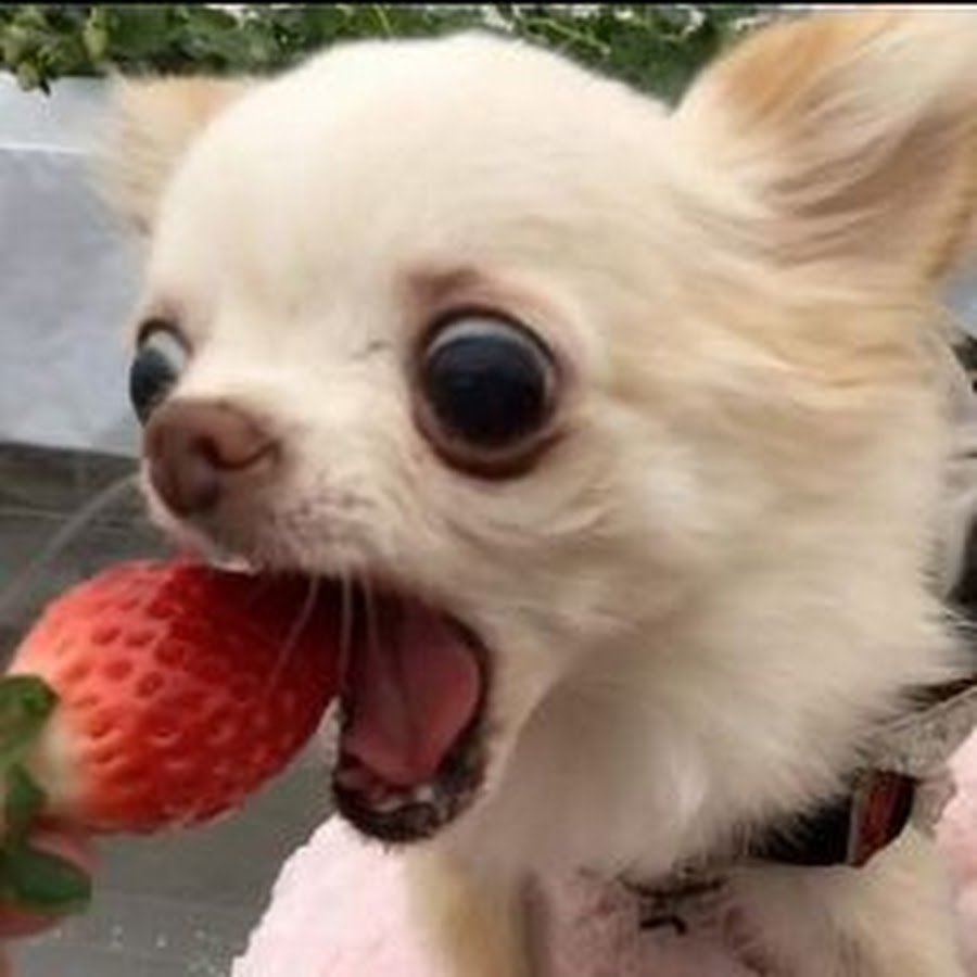 Шишколобый Гнидодав