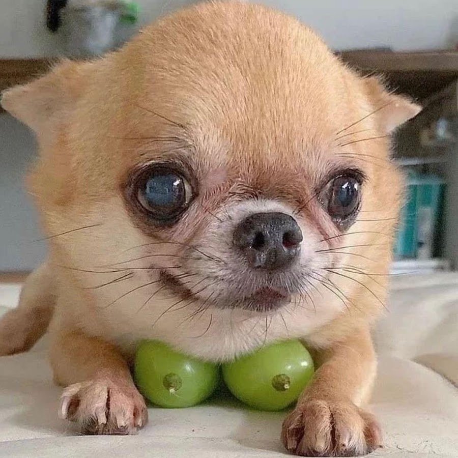 Чихуахуа белая злая