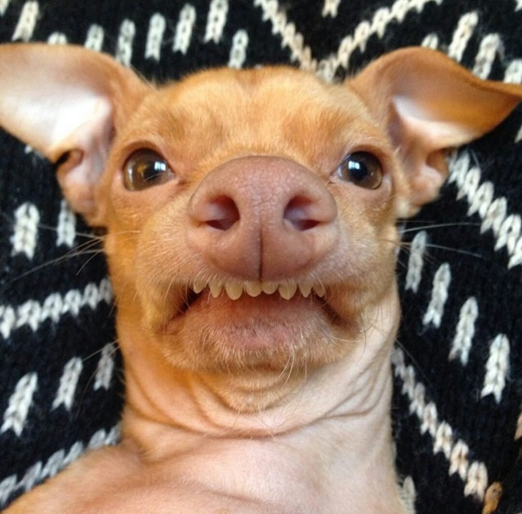 Чихуа Хуа прикол