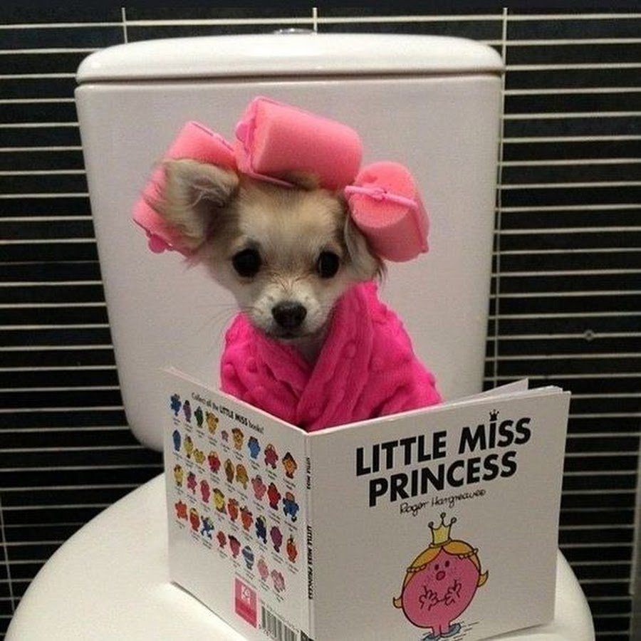 Помесь таксы и чихуахуа