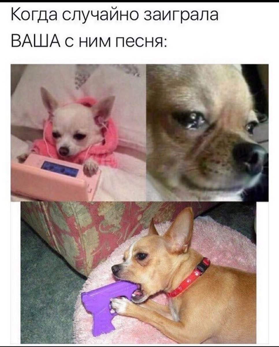 Чихуахуа тупая