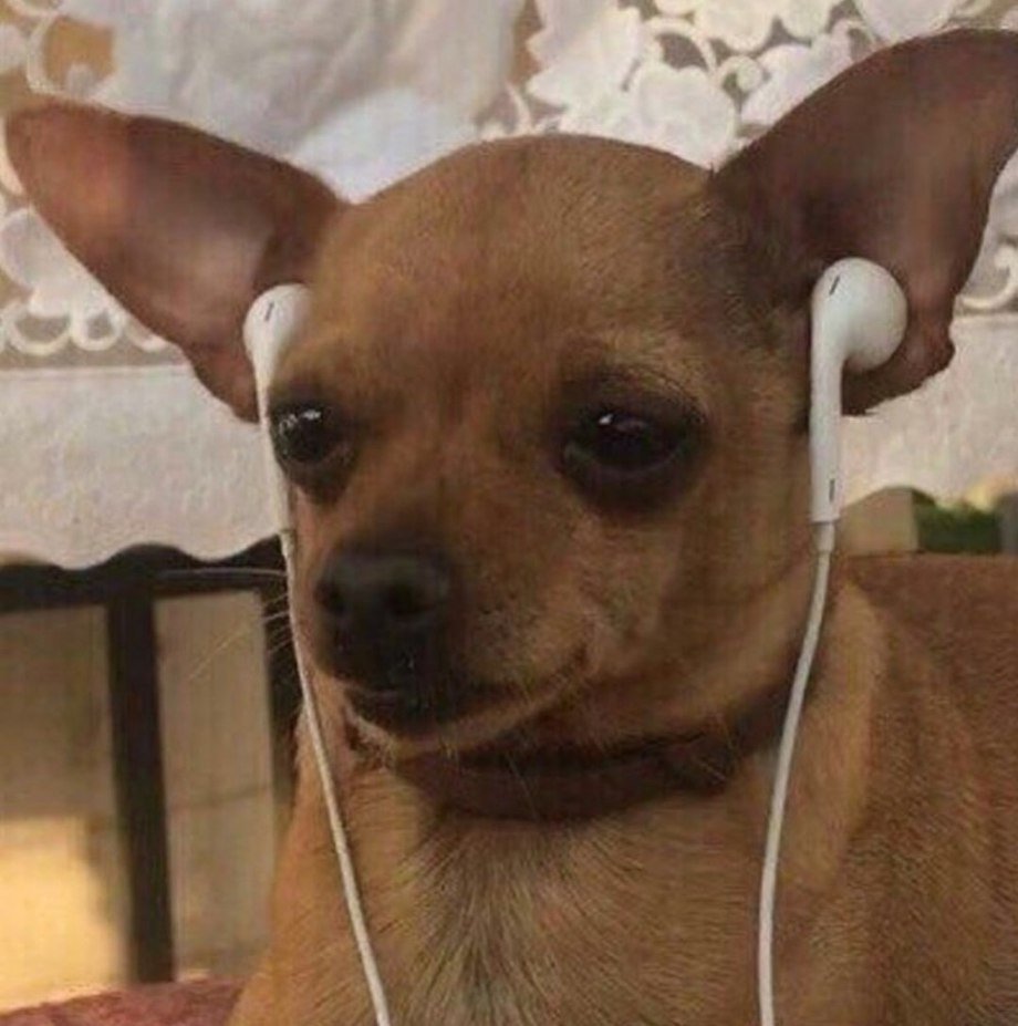 Трусливая чихуахуа