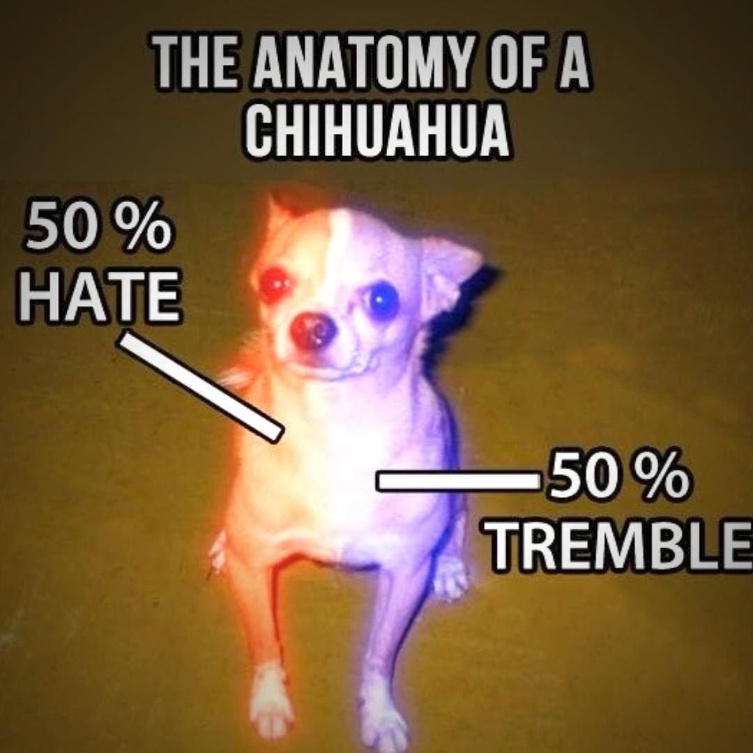 Смешное выражение про чихуахуа