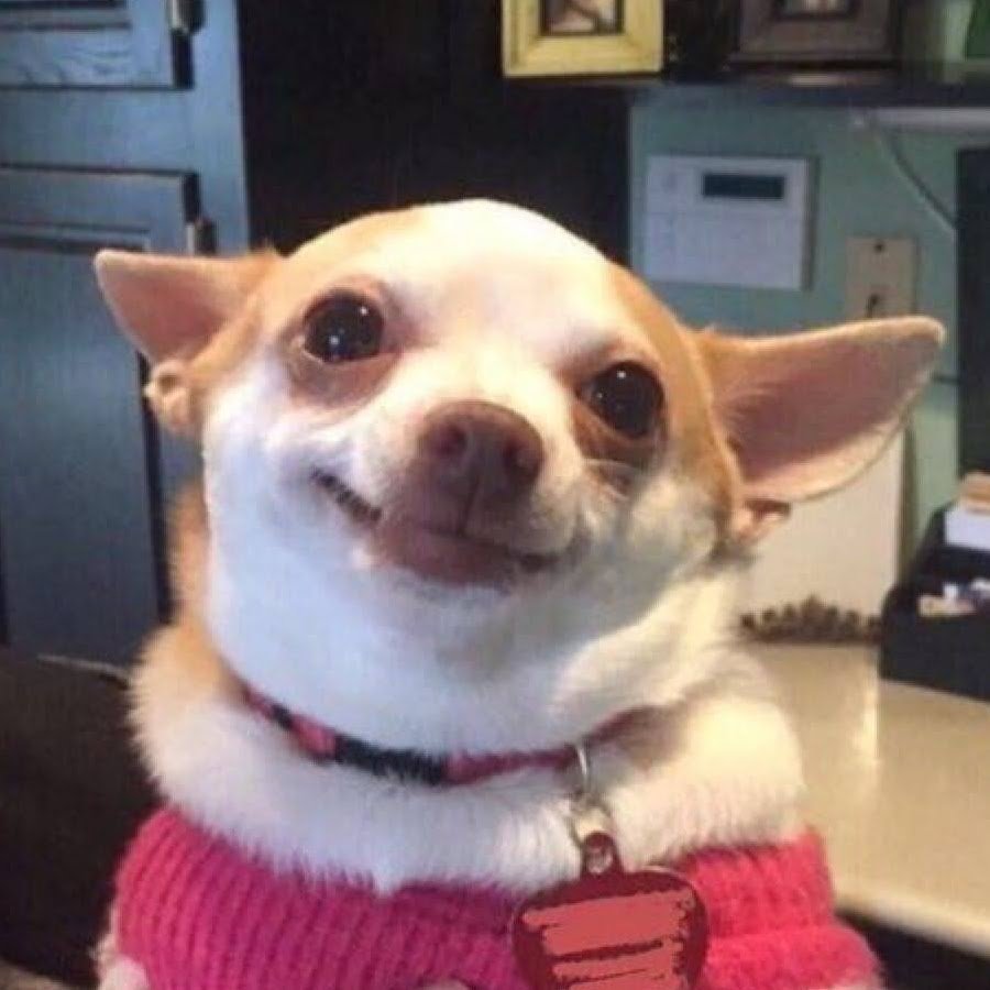 Доброе утро чихуахуа