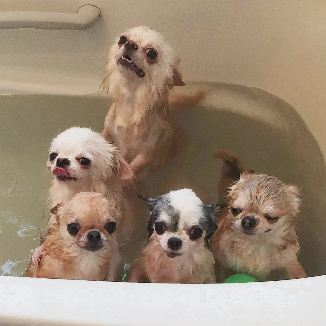 Собачка с сердечком