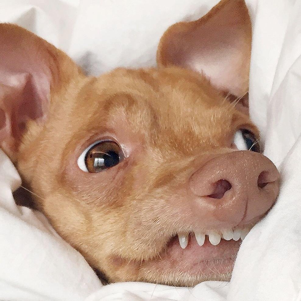 Милая собачка корги