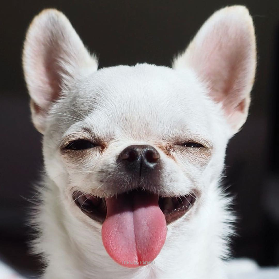 Чивини Туна