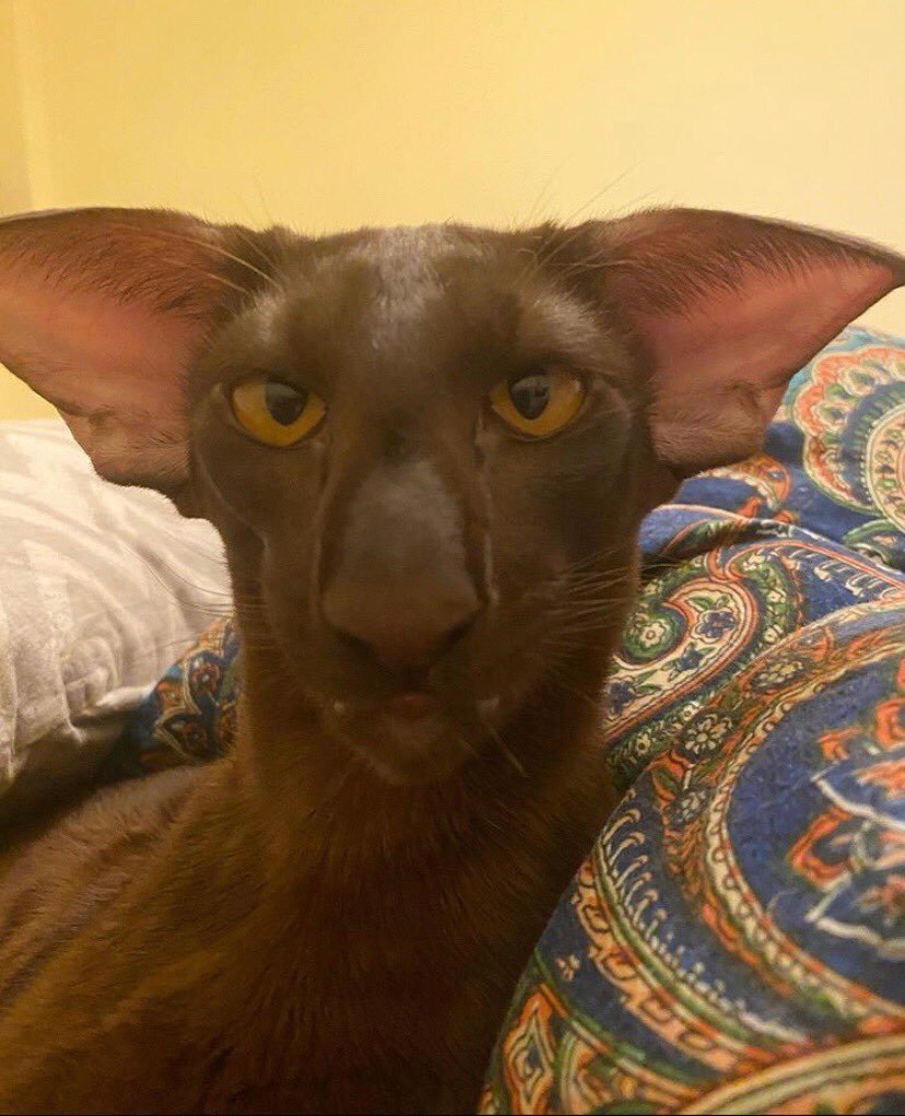 Коты ориенталы грузины