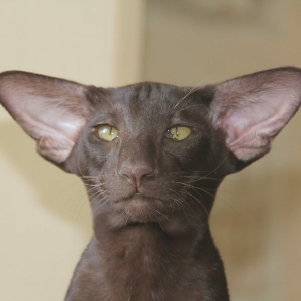 Коты ориенталы