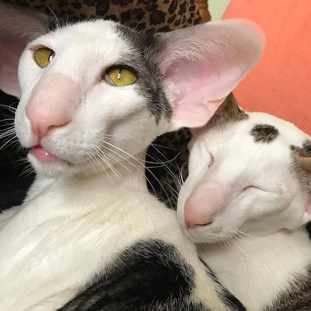 Коты ориенталы Гамарджоба