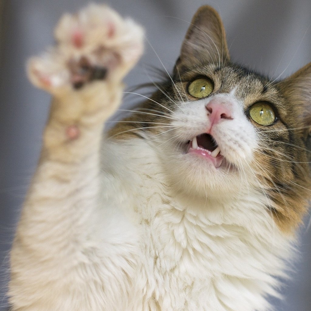 Лапки котиков