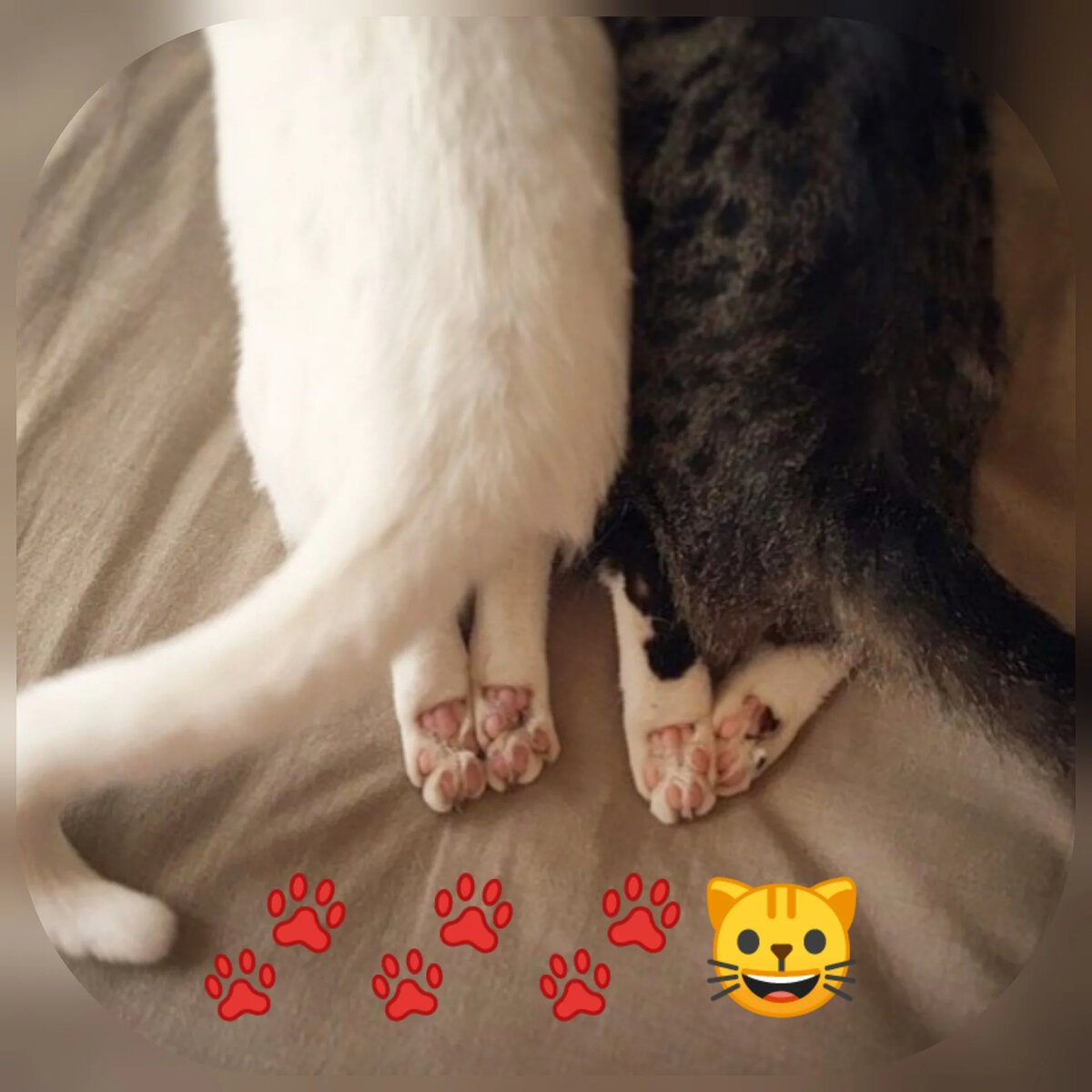 Кошачьи подушечки