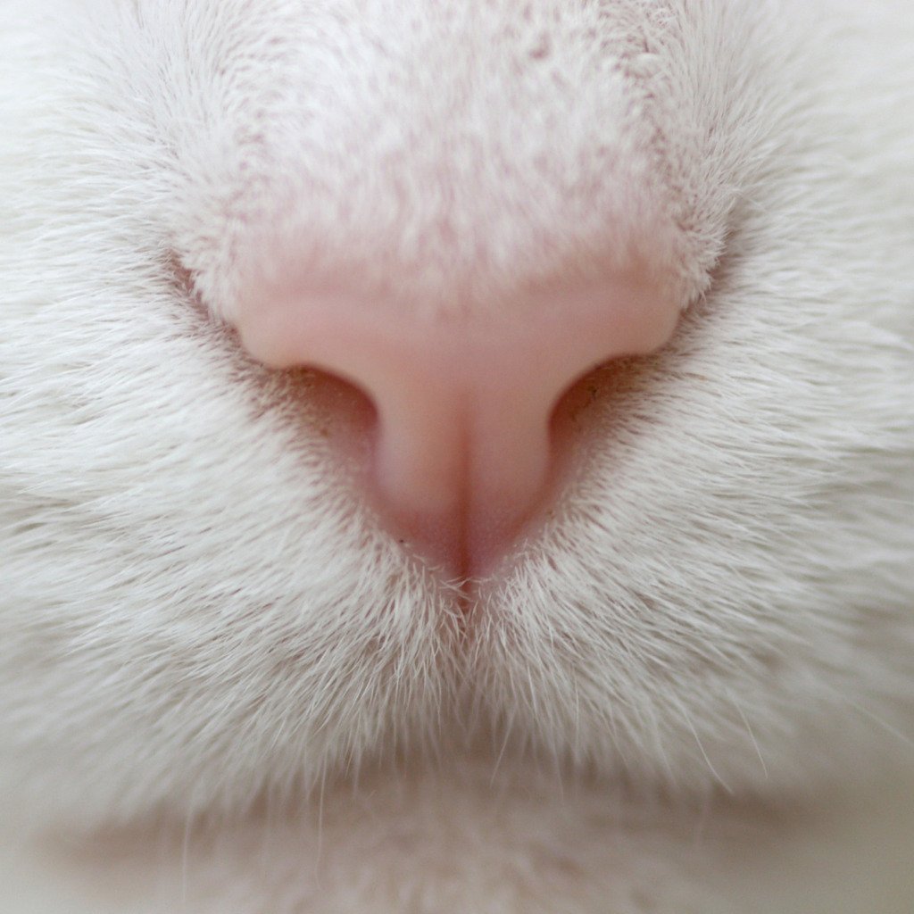 Кошачий нос