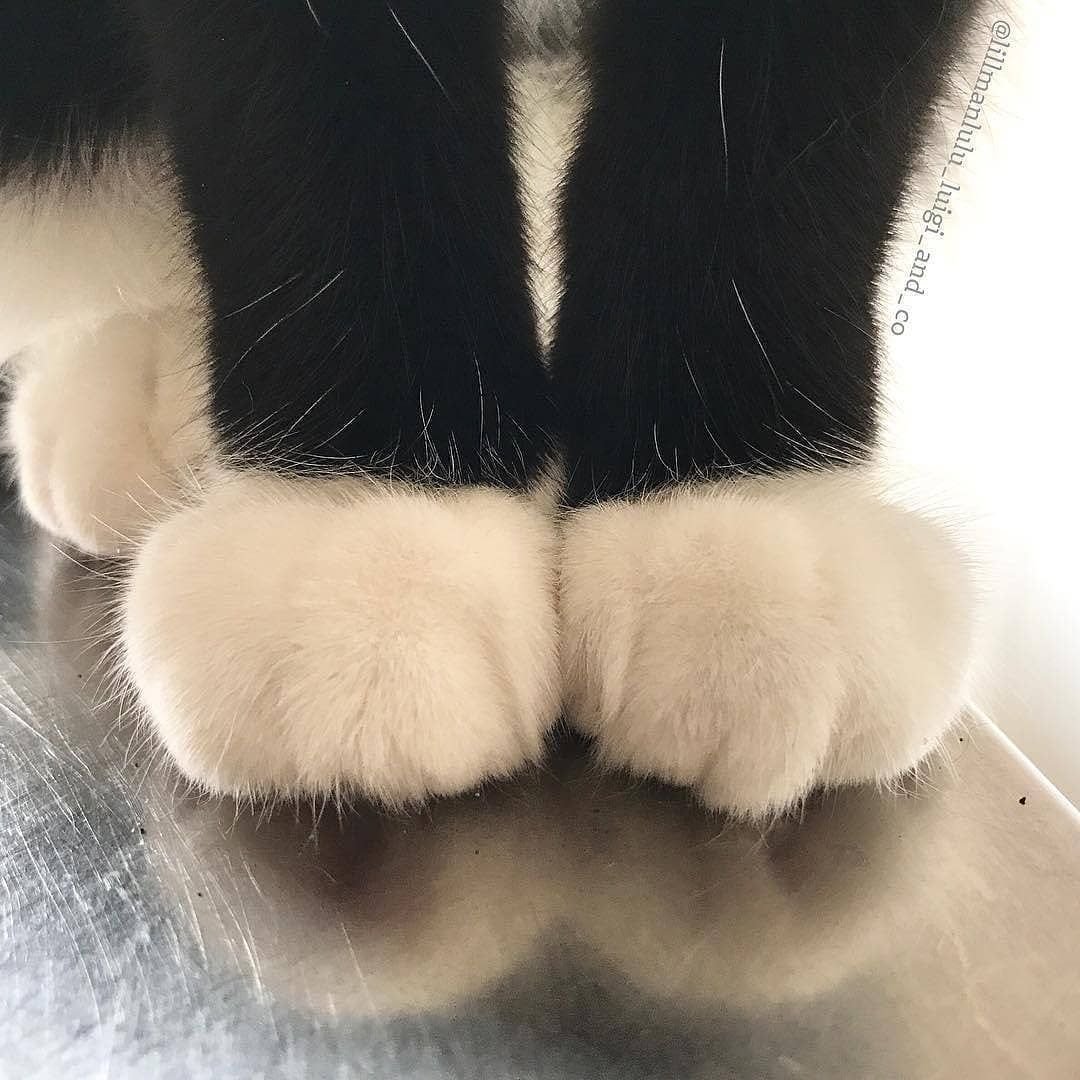 Акция усы лапы хвост