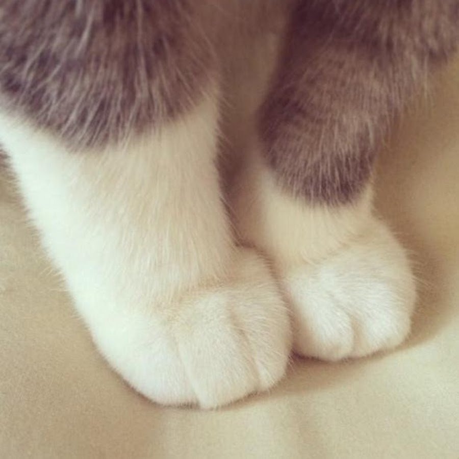 Подушечки лап