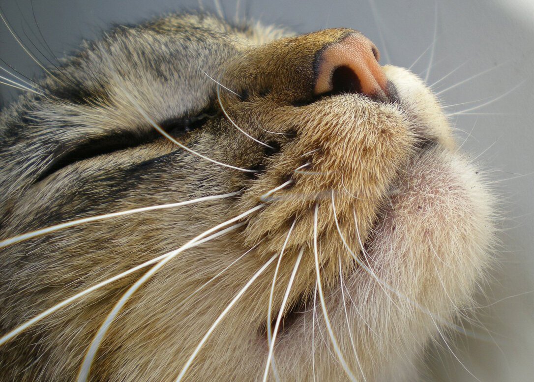 Дергать кота за усы