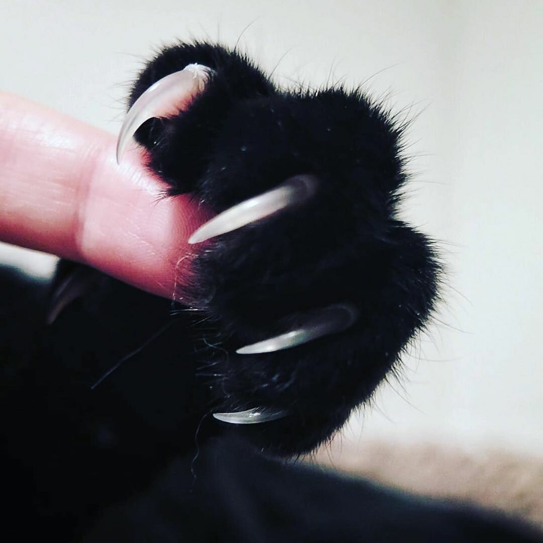 Наклейка кошачий нос с усами