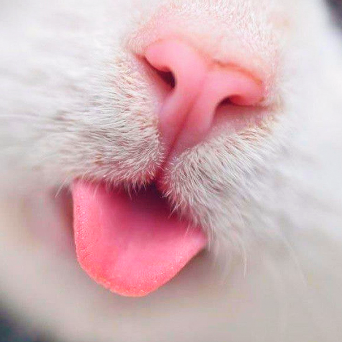 Пятнистые подушечки лап