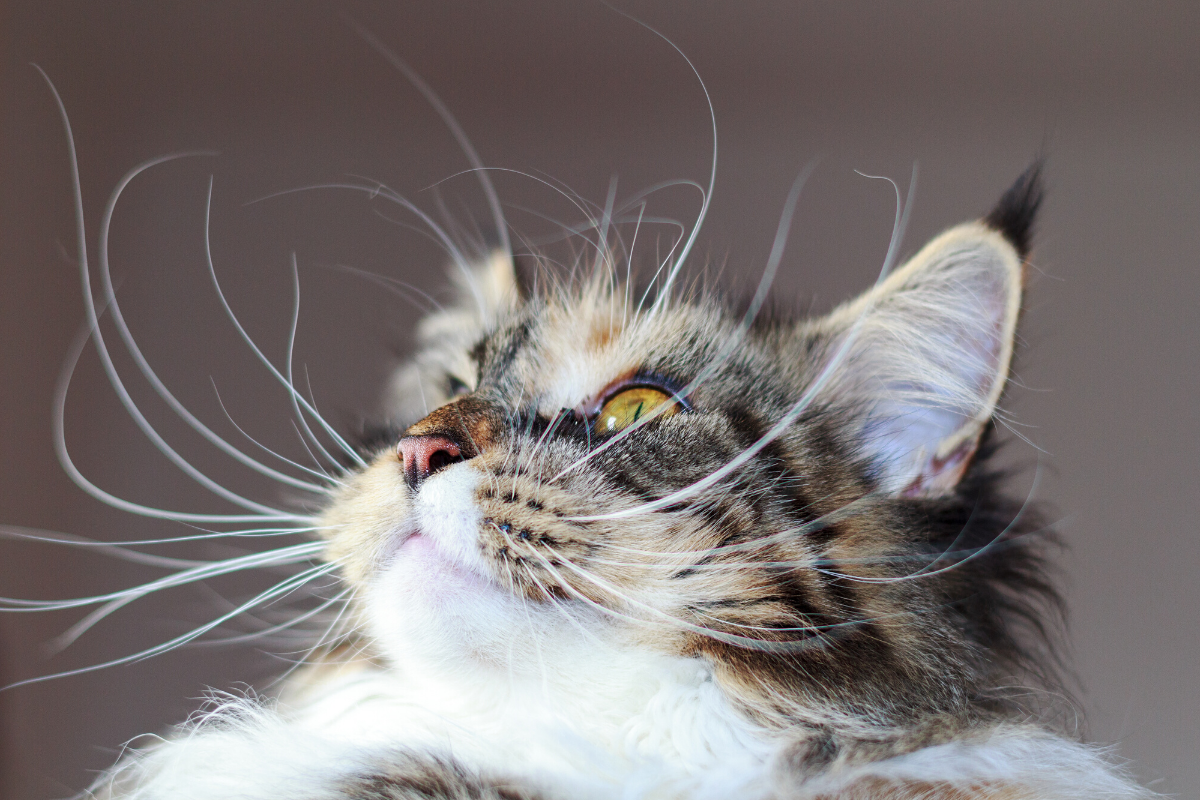 Кошачьи подушечки лап