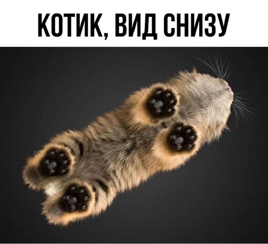 Кошачьи усики