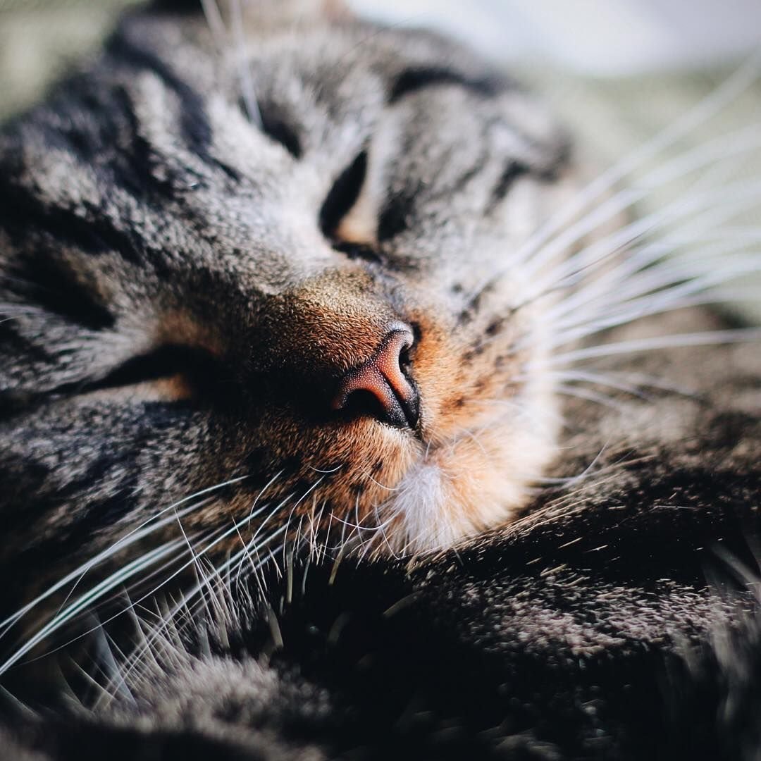 У кошки на передних лапах Вибриссы