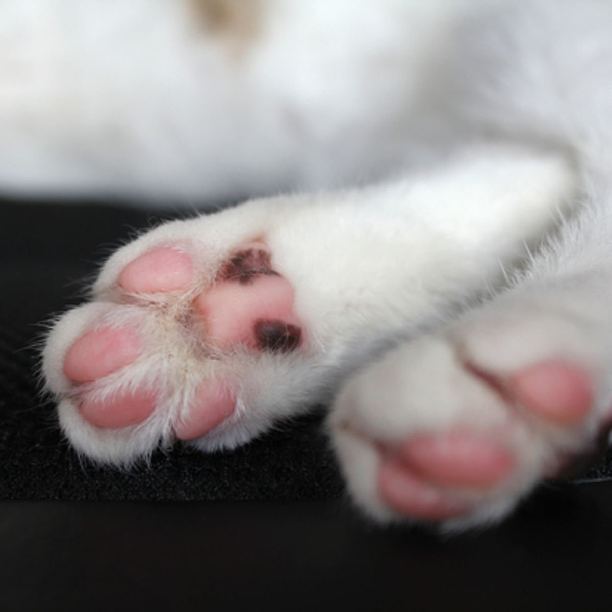 Длинные усы у кота