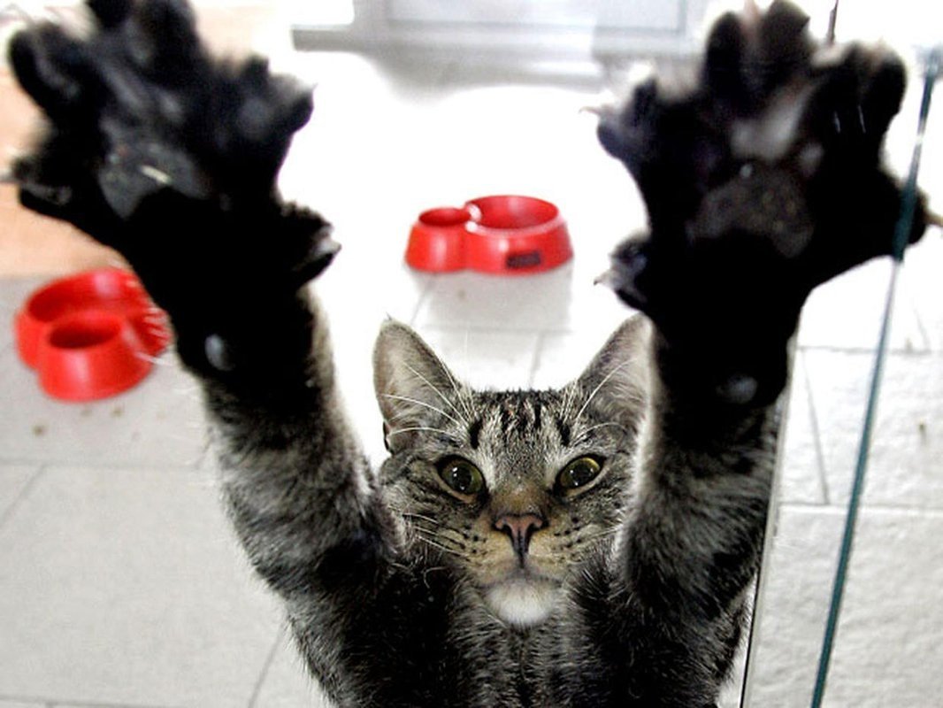 Коты хвосты сердцем