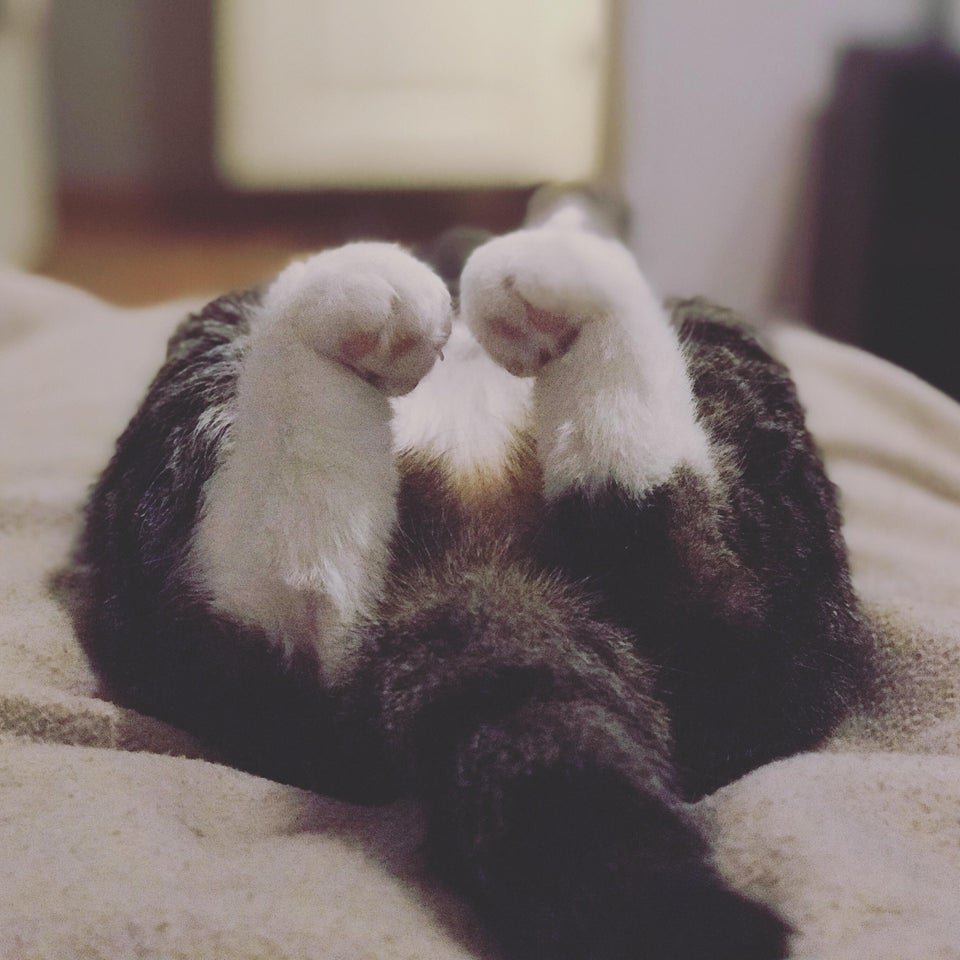 Розовые кошачьи лапки