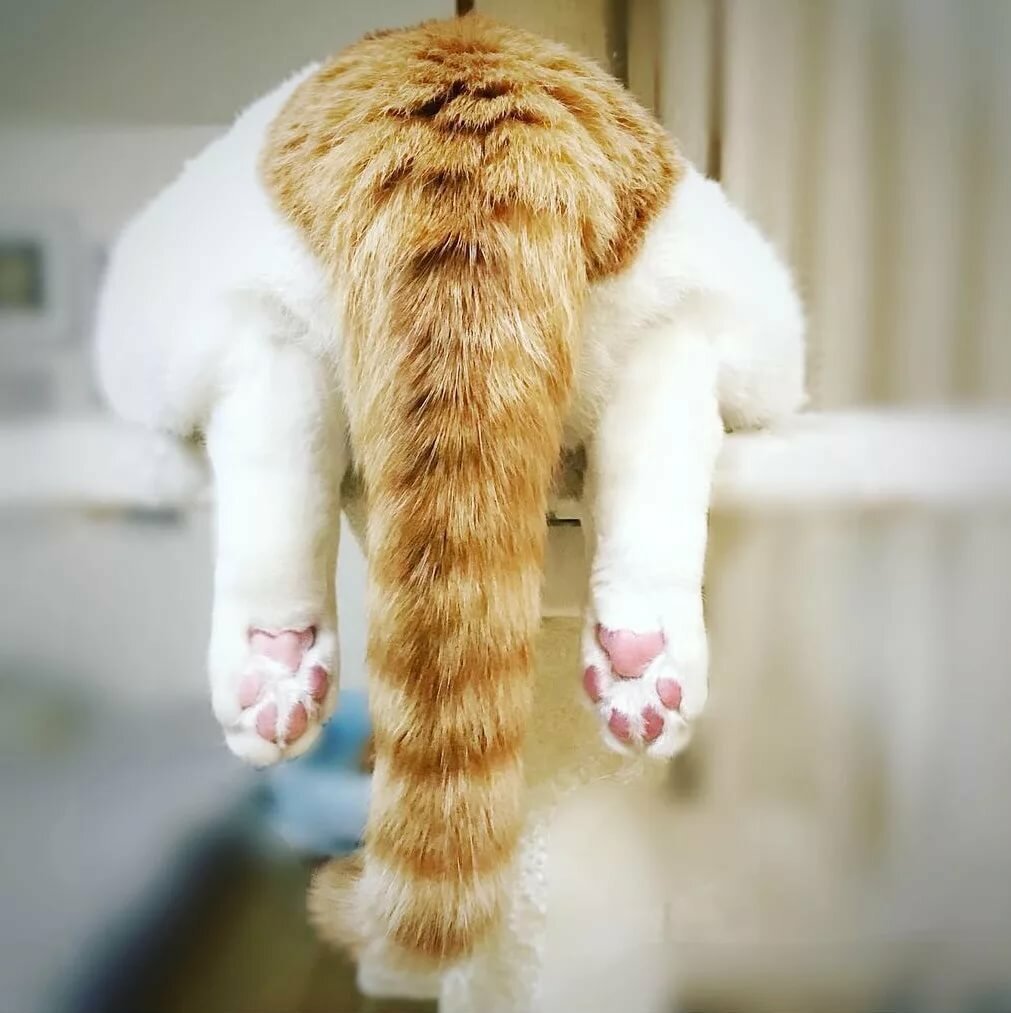 Кошачья лапа