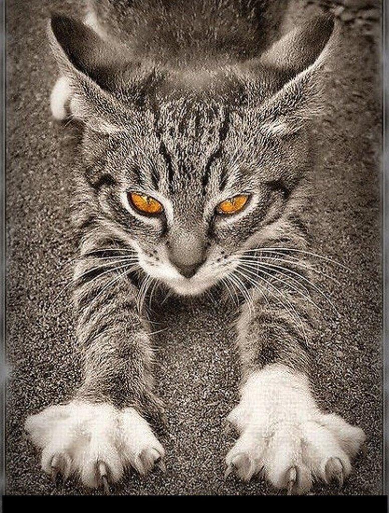 Черная кошка с белыми лапками