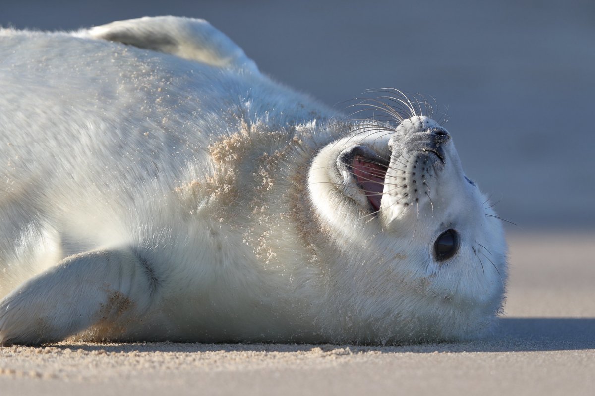 Чукотка белёк