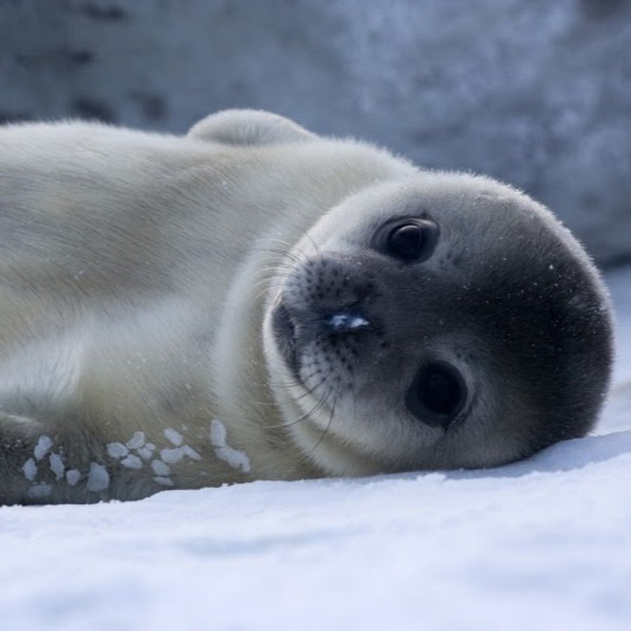 Кольчатая Нерпа Белек