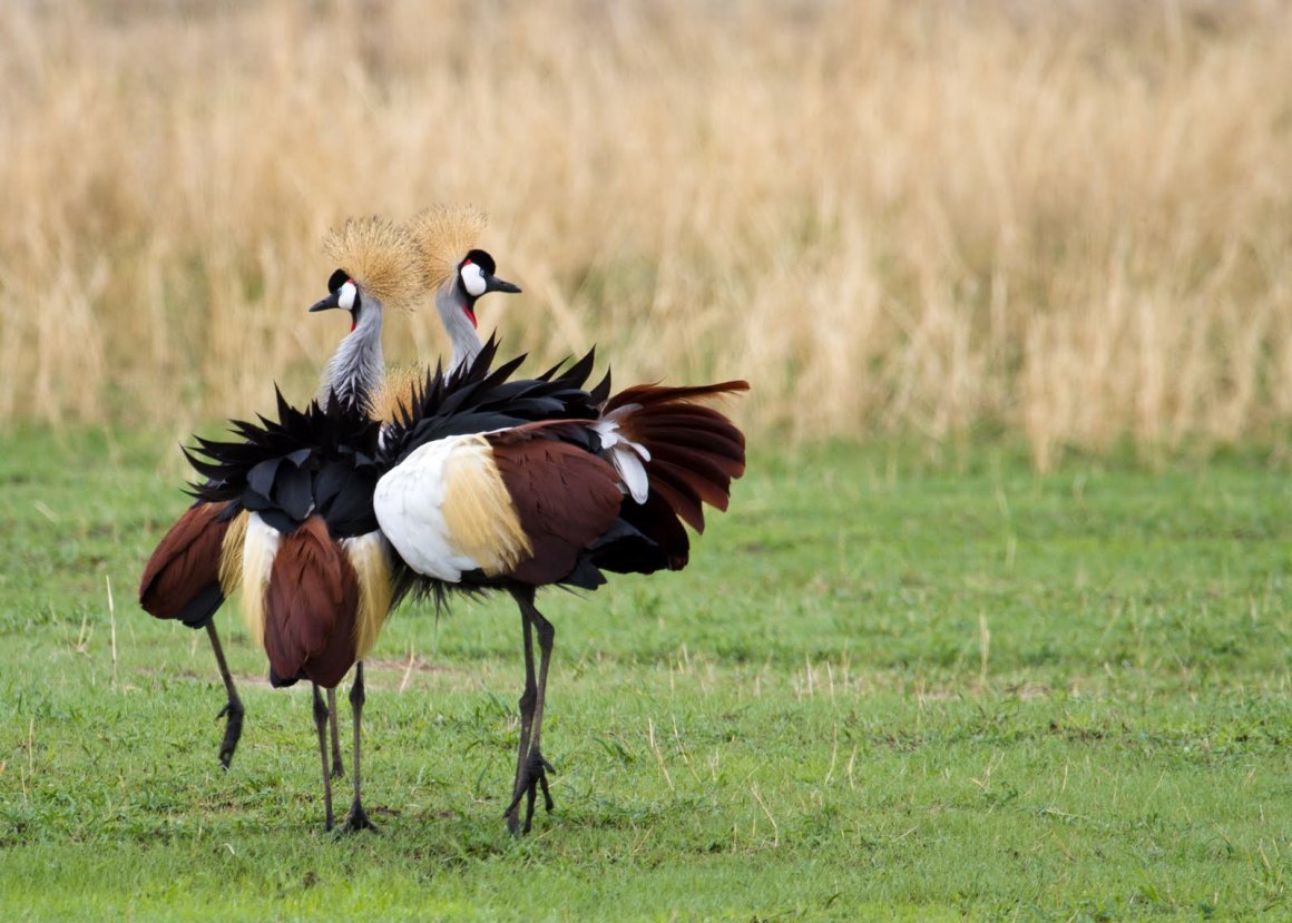 Японский венценосный журавль