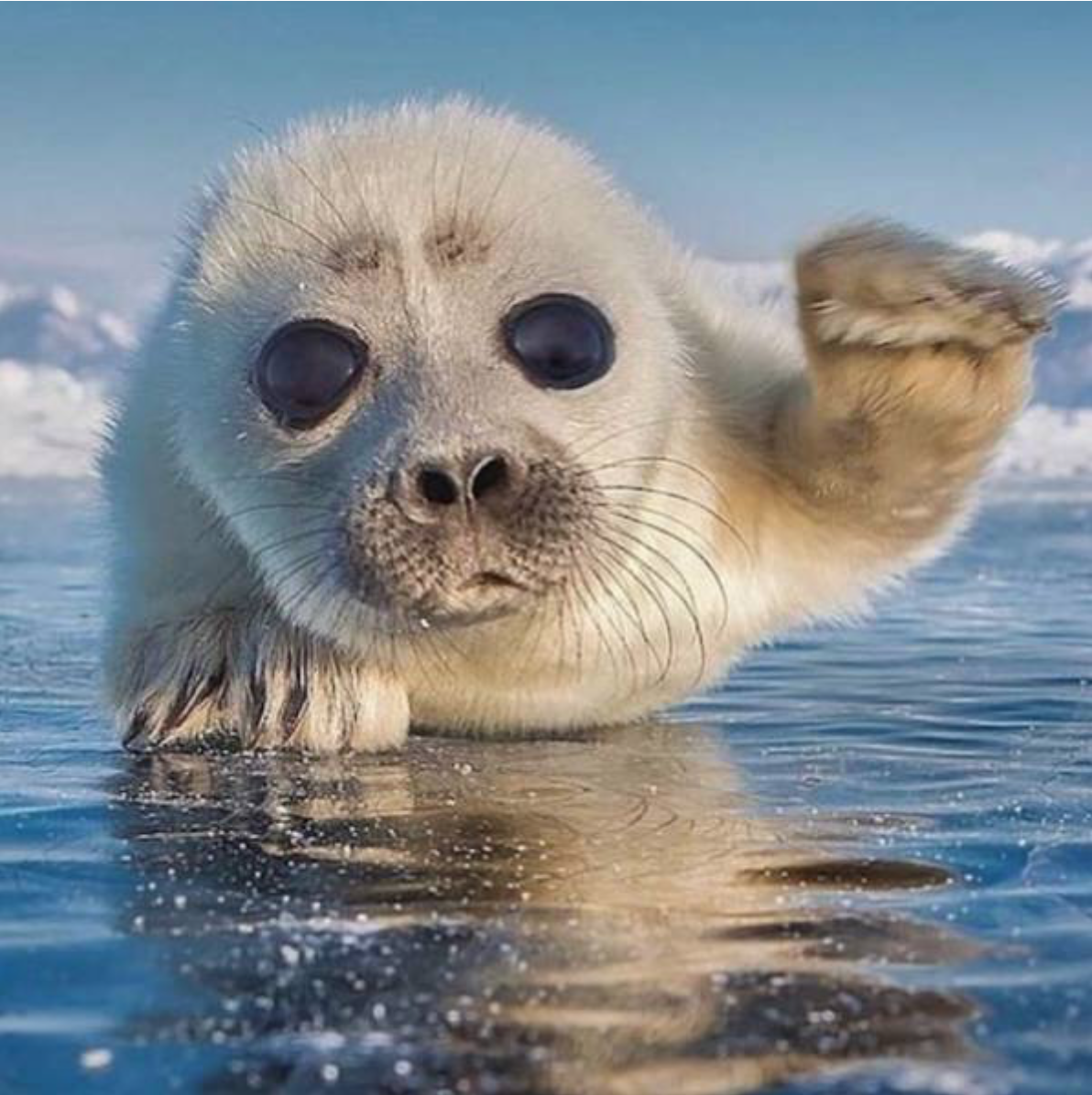 Бельки нерпы на Байкале