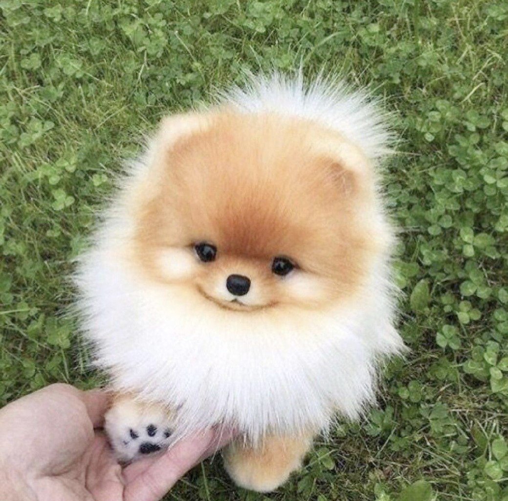 Шпиц померанский карликовый белый