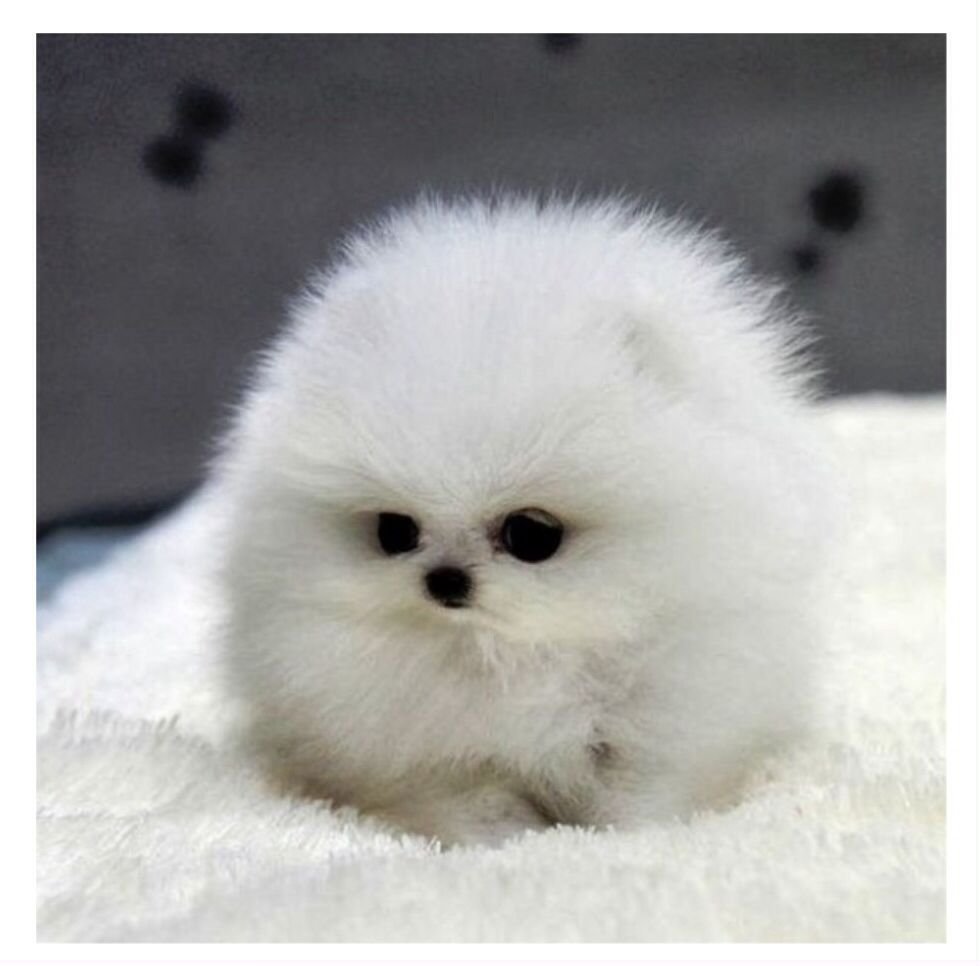 Шпиц карликовый белый