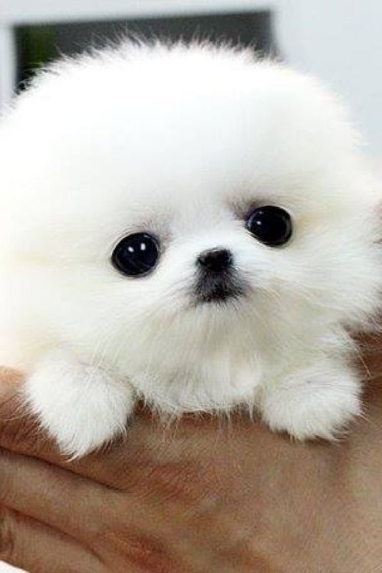 Собачки белые комочки