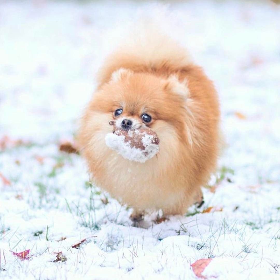 Померанский шпиц Teacup.