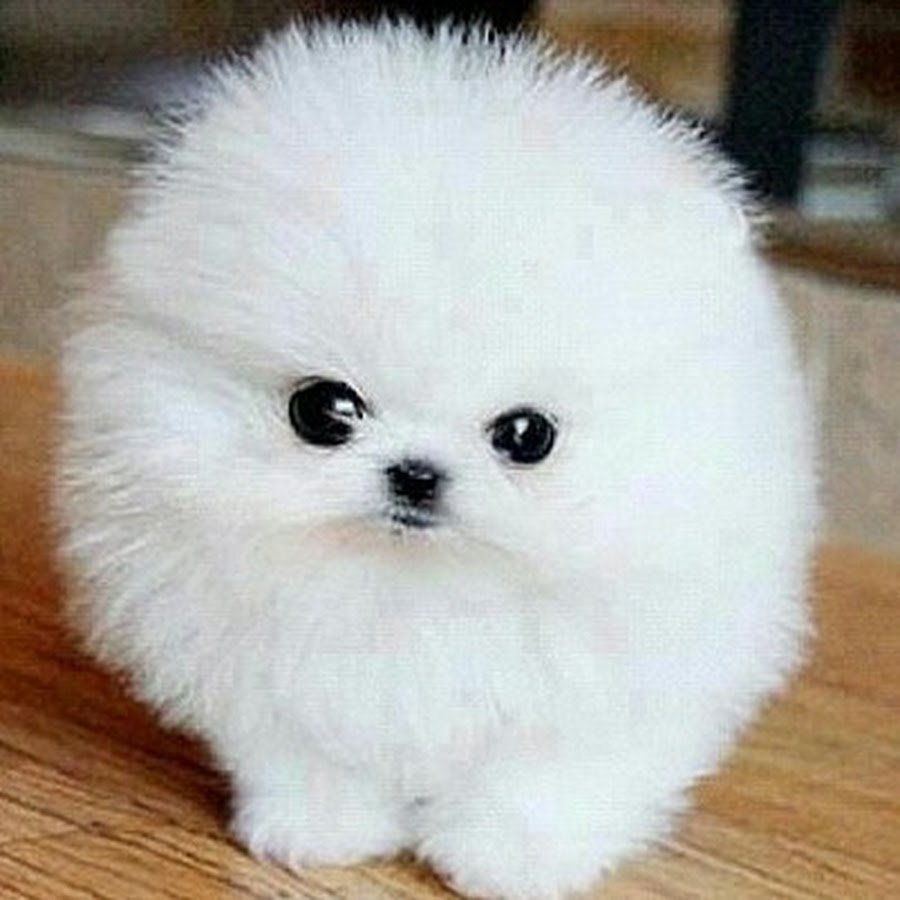 Померанский шпиц jiffpom