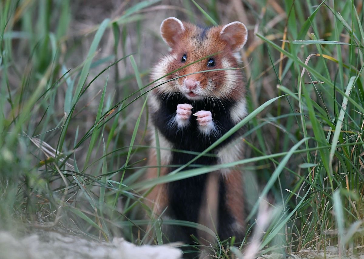 Дикий Лесной хомяк карбыш