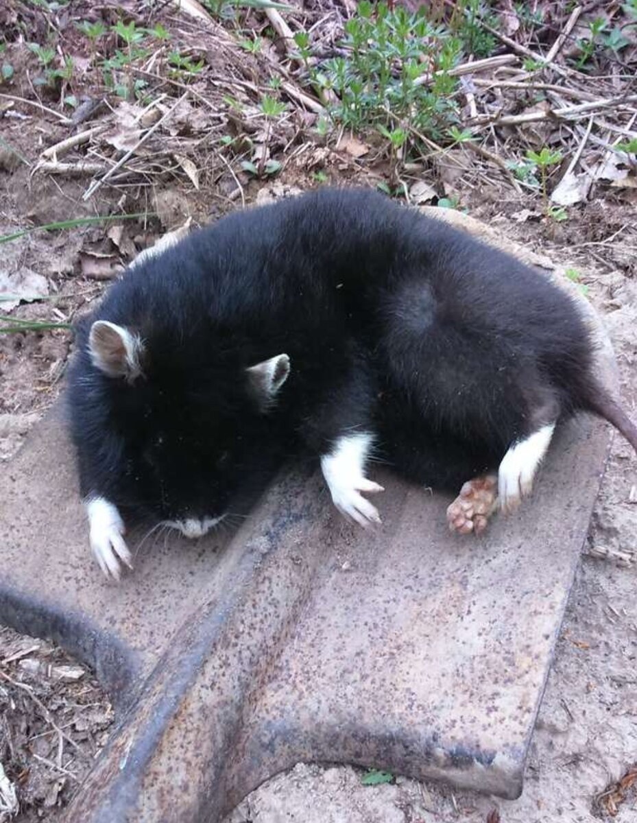 Лесной хомяк карбыш