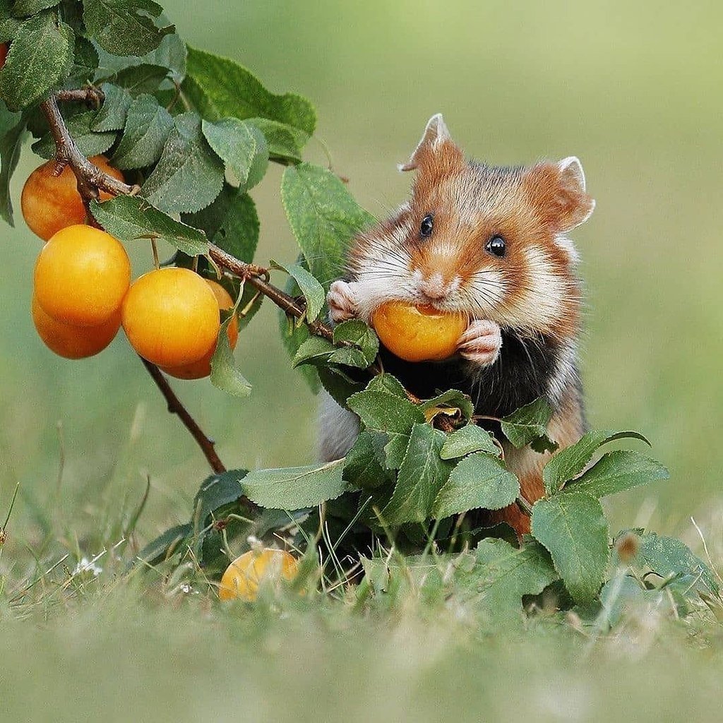 Лесной хомяк карбыш