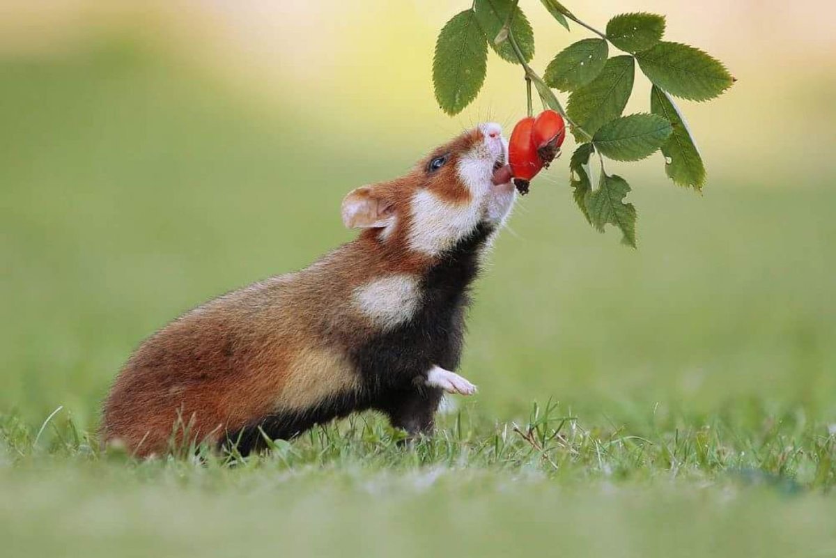 Полевой хомяк карбыш