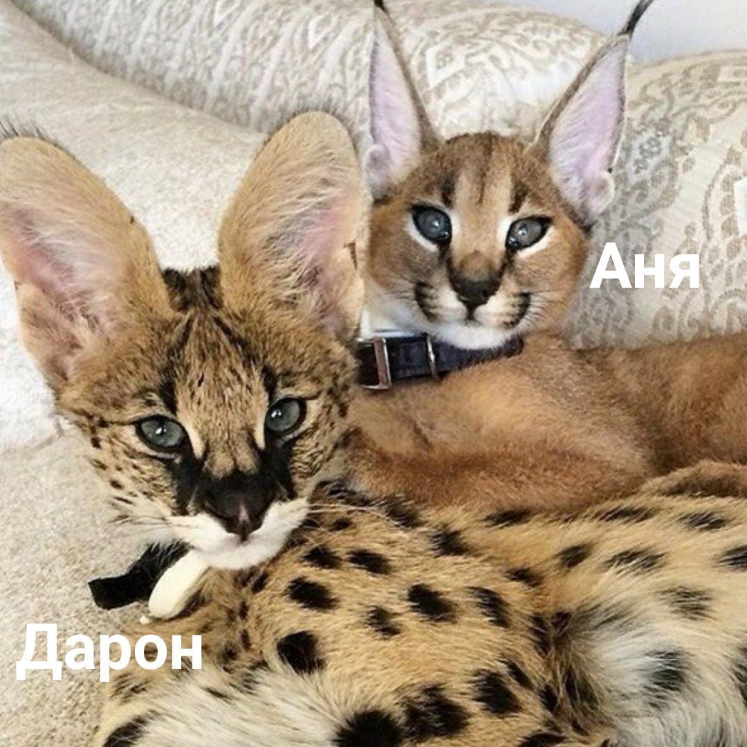 Сервал и каракал