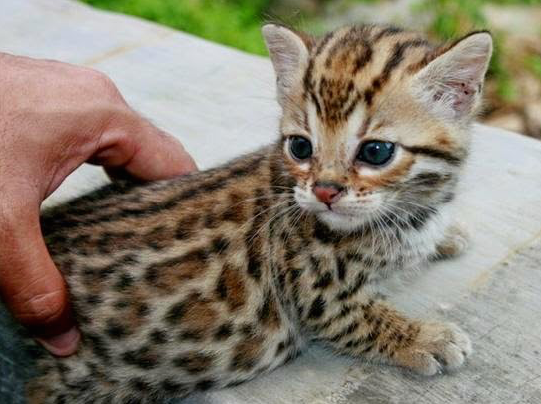 Шотландская Золотая шиншилла