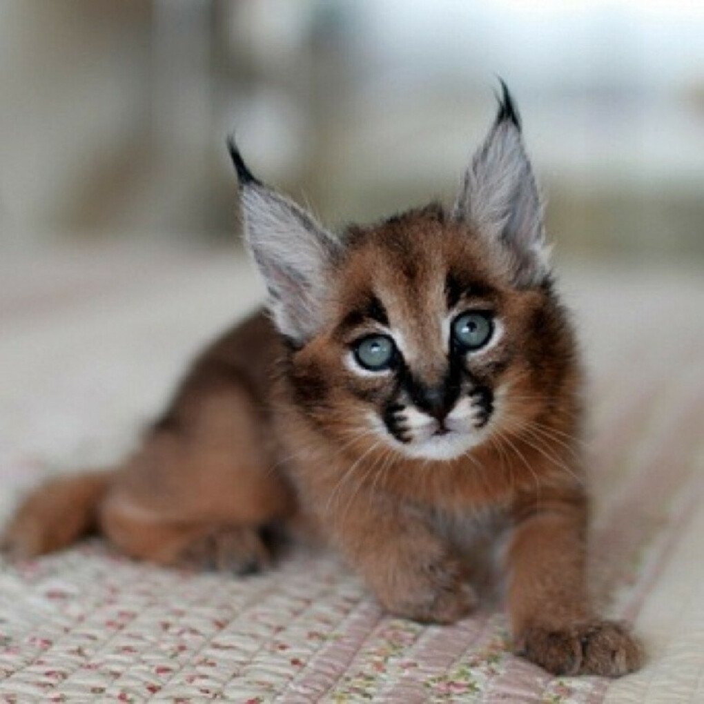 Кошки породы каракал