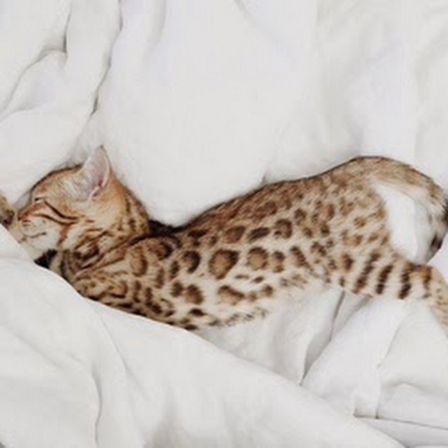 Манчкин кинкалоу