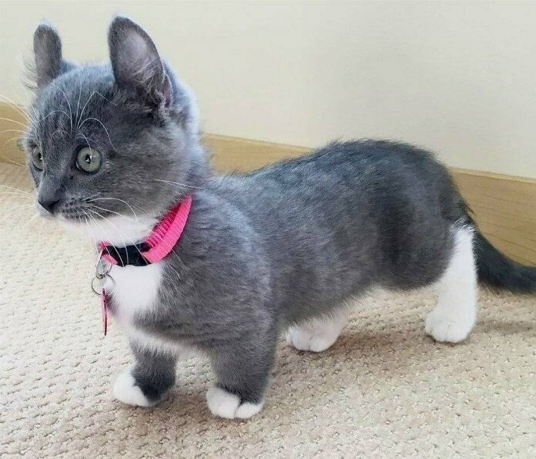 Манчкин кинкалоу кошка