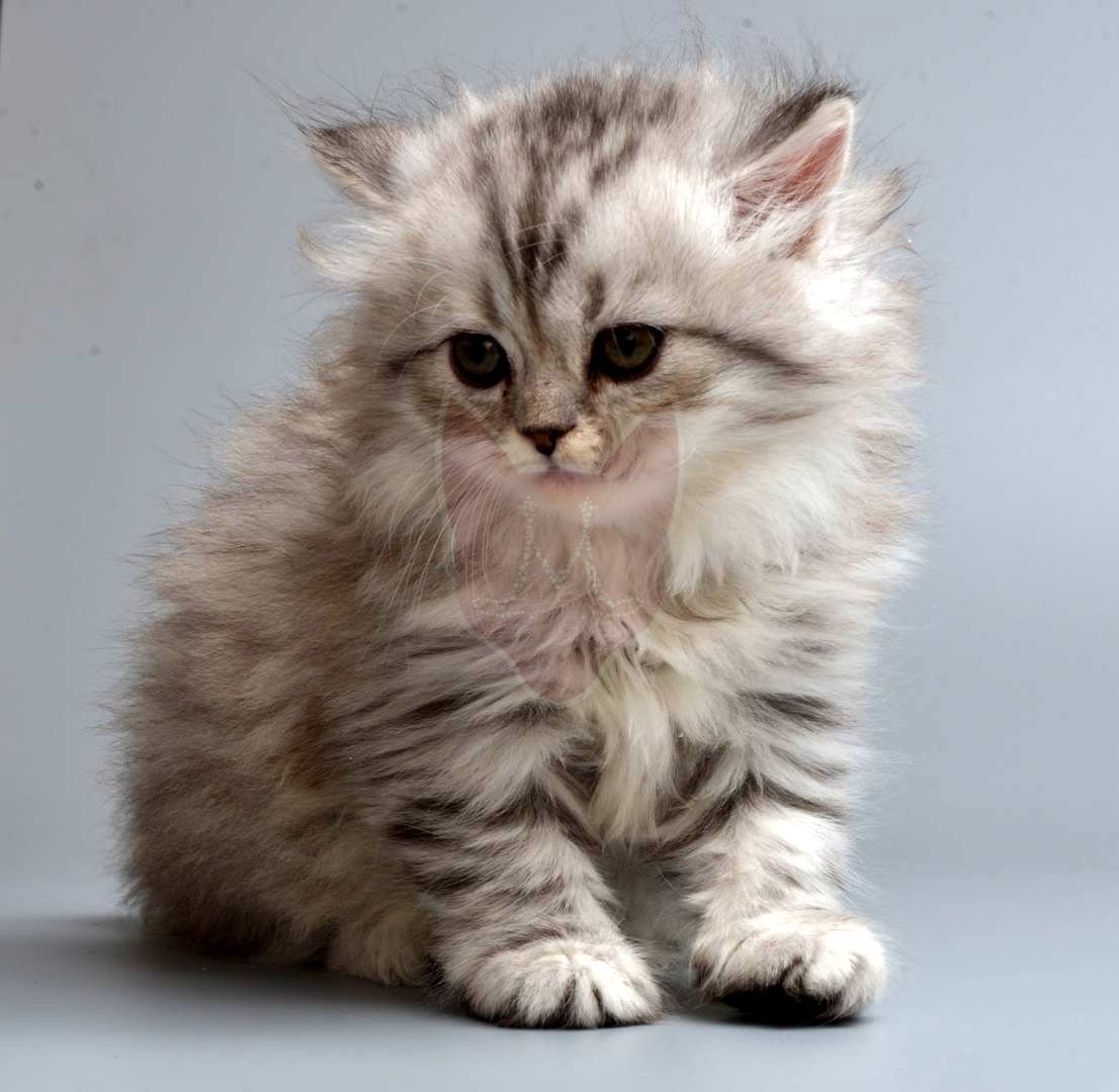 Манчкин (порода кошек)