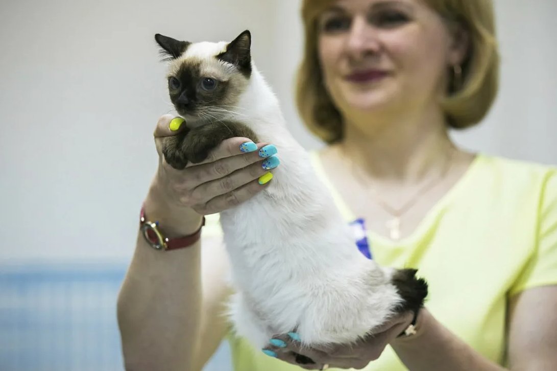 Манчкин кот